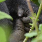  Gahinga's Hand (Congo)